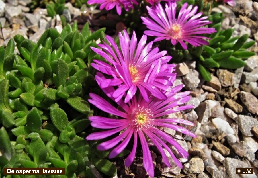 Delosperma lavisiae